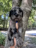 Merle girl, a male Double Doodle for sale in Macon, GA – 3 of 5