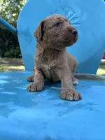 Gold girl , a male Double Doodle for sale in Macon, GA – 3 of 5