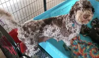 Gold girl , a male Double Doodle for sale in Macon, GA – 4 of 5