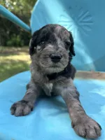 Merle boy, a male Double Doodle for sale in Macon, GA – 1 of 4
