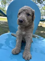 Boy 1 , a male Double Doodle for sale in Macon, GA – 3 of 5