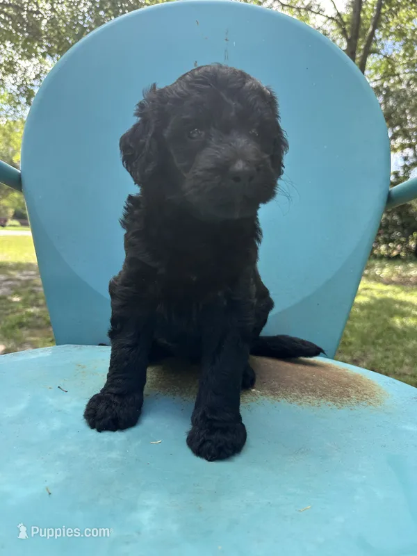 Black girl – Double Doodle puppy for sale in Macon, GA