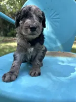 Merle boy, a male Double Doodle for sale in Macon, GA – 2 of 4