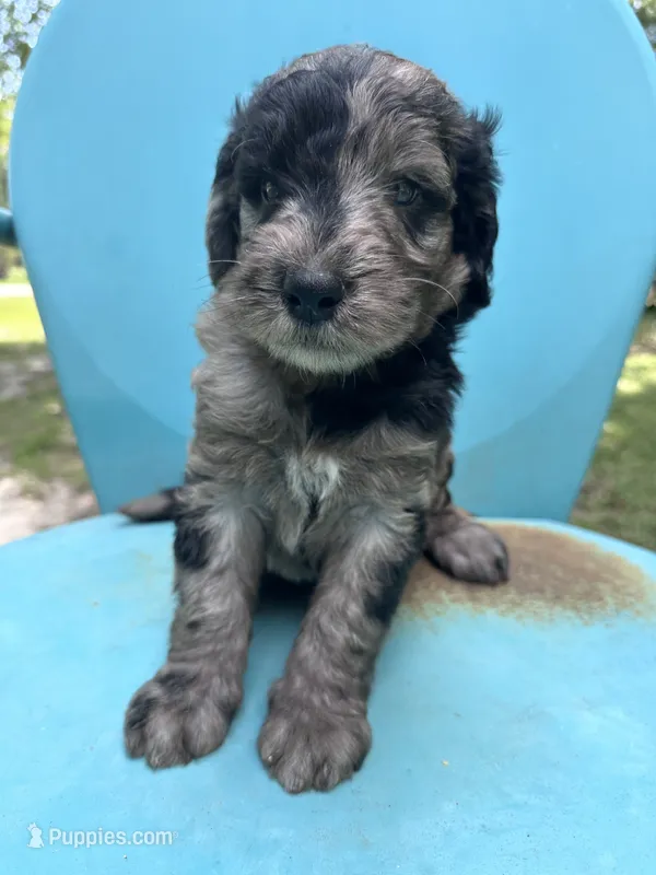 Merle boy – Double Doodle puppy for sale in Macon, GA