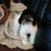 Molly, a female Bichpoo for sale in Binghamton, NY – Photo 2 of 2