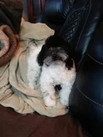 Molly, a female Bichpoo for sale in Binghamton, NY – Photo 2 of 2