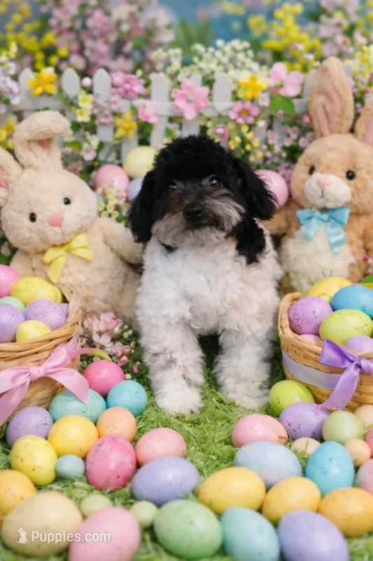 Molly, a female Bichpoo for sale in Binghamton, NY – Photo 1 of 2