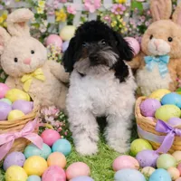 Molly, a female Bichpoo for sale in Binghamton, NY – Photo 1 of 2