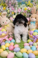 Molly, a female Bichpoo for sale in Binghamton, NY – Photo 1 of 2