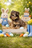 Calvin, a male Yorkshire Terrier for sale in Binghamton, NY – Photo 3 of 3