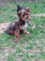 Calvin neutered , a male Yorkshire Terrier for sale in Binghamton, NY – Photo 3 of 3