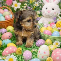 Calvin, a male Yorkshire Terrier for sale in Binghamton, NY – Photo 2 of 3