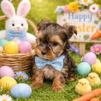 Calvin, a male Yorkshire Terrier for sale in Binghamton, NY – Photo 1 of 3