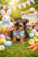 Calvin, a male Yorkshire Terrier for sale in Binghamton, NY – Photo 1 of 3