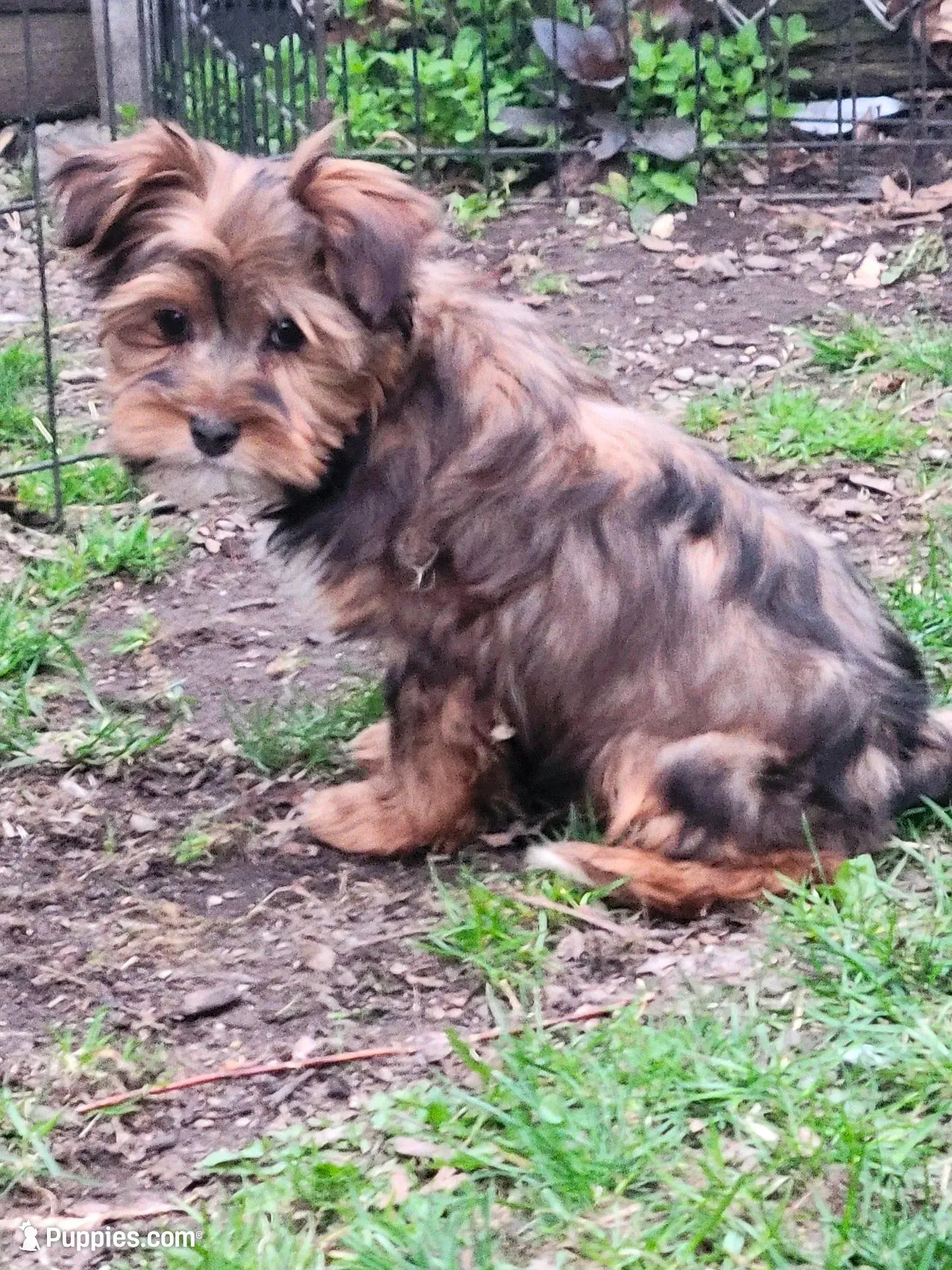 Calvin neutered , a male Yorkshire Terrier for sale in Binghamton, NY – Photo 2 of 3