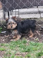 Marty neutered , a male Yorkshire Terrier for sale in Binghamton, NY – Photo 2 of 2