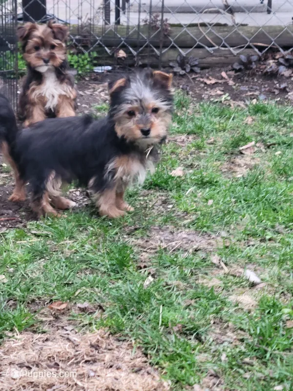 Marty neutered , a male Yorkshire Terrier for sale in Binghamton, NY – Photo 1 of 2
