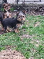 Marty neutered , a male Yorkshire Terrier for sale in Binghamton, NY – Photo 1 of 2