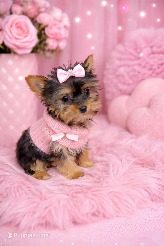 Bitsy – Yorkshire Terrier puppy for sale in Binghamton, NY