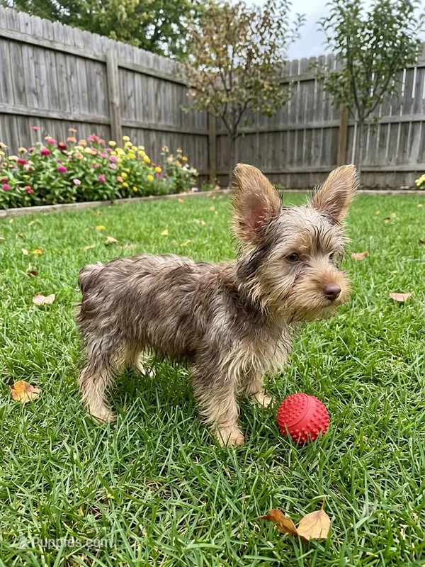 Herman – Silky Terrier puppy for sale in Binghamton, NY