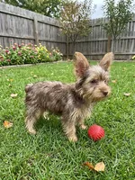Herman, a male Silky Terrier for sale in Binghamton, NY – 1 of 2