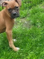 Hunter neutered, a male Boxer for sale in Binghamton, NY – 4 of 4