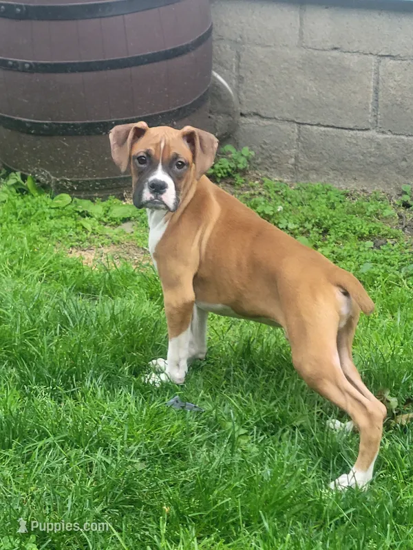 Dutch neutered  – Boxer puppy for sale in Binghamton, NY