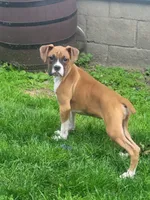 Dutch neutered , a male Boxer for sale in Binghamton, NY – 1 of 4