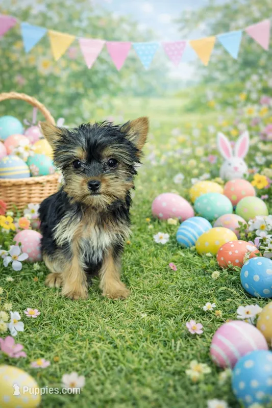 Minion , a female Yorkshire Terrier for sale in Binghamton, NY – Photo 1 of 1