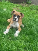 Dutch neutered , a male Boxer for sale in Binghamton, NY – 4 of 4