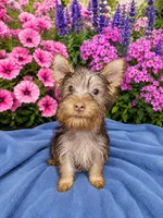 Herman, a male Silky Terrier for sale in Binghamton, NY – 2 of 2