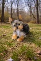 Rudy, a male Yorkshire Terrier for sale in Binghamton, NY – Photo 2 of 2