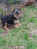 Rudy, a male Yorkshire Terrier for sale in Binghamton, NY – Photo 3 of 3