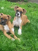 Hunter neutered, a male Boxer for sale in Binghamton, NY – 3 of 4