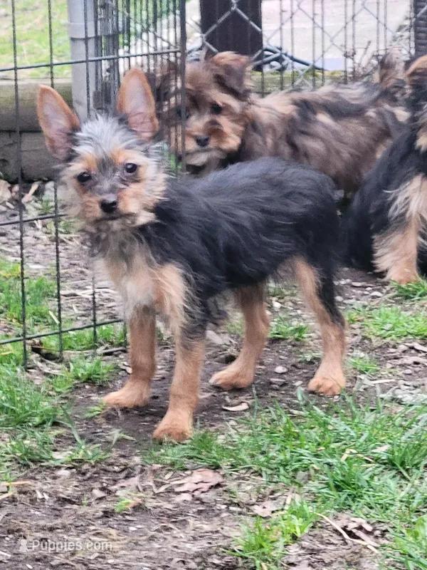 Kit – Yorkshire Terrier puppy for sale in Binghamton, NY
