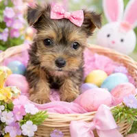 Lilly , a female Yorkshire Terrier for sale in Binghamton, NY – Photo 2 of 2