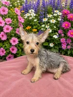 Spice , a female Silky Terrier for sale in Binghamton, NY – 2 of 2