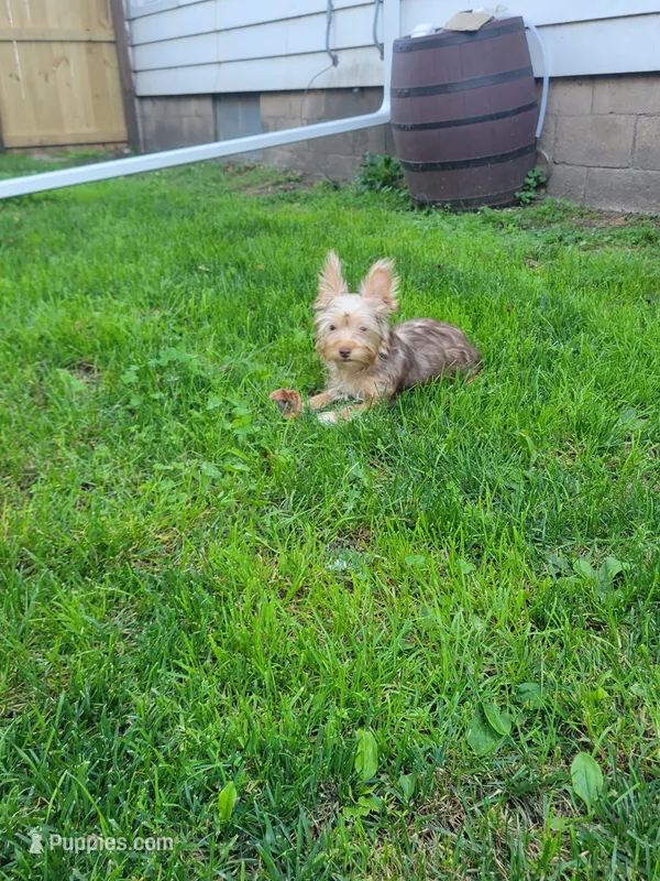 Sammy – Silky Terrier, Yorkshire Terrier puppy for sale in Binghamton, NY