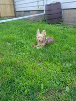 Sammy, a male Silky Terrier and Yorkshire Terrier for sale in Binghamton, NY – 1 of 1