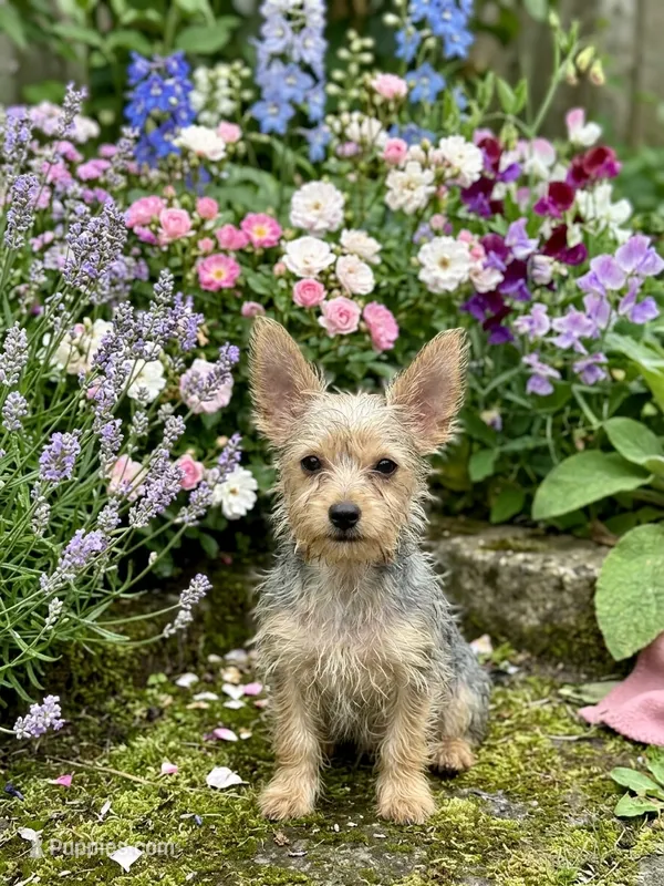 Spice  – Silky Terrier puppy for sale in Binghamton, NY