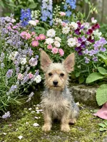 Spice , a female Silky Terrier for sale in Binghamton, NY – 1 of 2