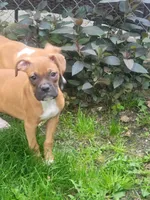 Hunter neutered, a male Boxer for sale in Binghamton, NY – 1 of 4