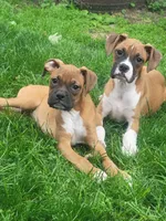 Hunter neutered, a male Boxer for sale in Binghamton, NY – 2 of 4