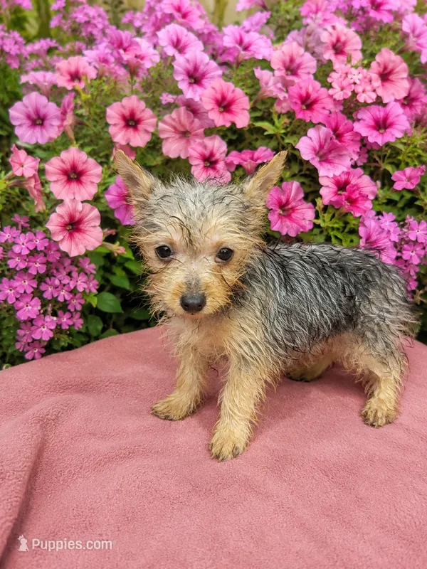 Sugar – Silky Terrier puppy for sale in Binghamton, NY