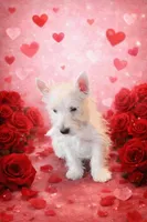 Billy, a male West Highland White Terrier for sale in Binghamton, NY – Photo 1 of 2