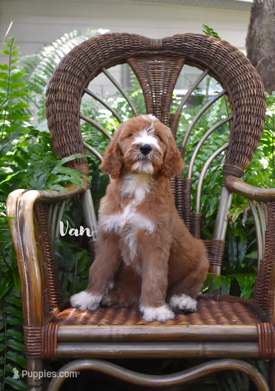 Van – Labradoodle puppy for sale in Fort Pierce, FL