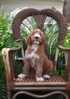 Van, a male Labradoodle for sale in Daytona Beach, FL – 1 of 10