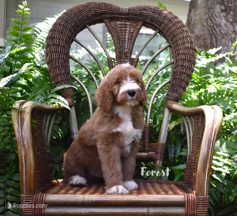 Forest – Labradoodle puppy for sale in Fort Pierce, FL