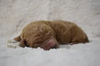 Benny, a male Labradoodle for sale in Waverly, GA – 6 of 6