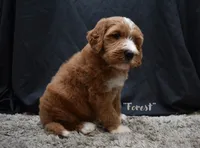 Forest, a male Labradoodle for sale in Fort Pierce, FL – 3 of 6